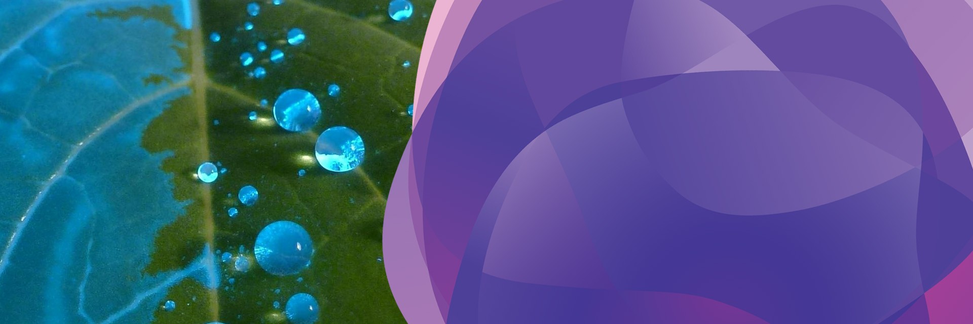 Du-Wett and water on cabbage leaf