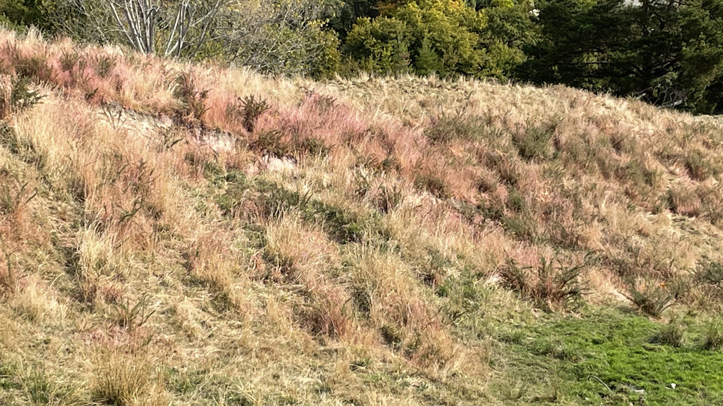 Gorse sprayed with herbicide containing marker dye