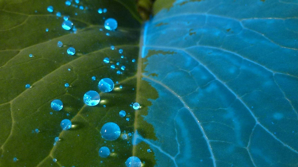 Du-Wett and water on cabbage leaf