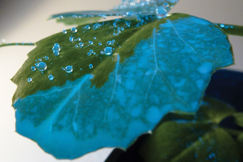 Plant leaf