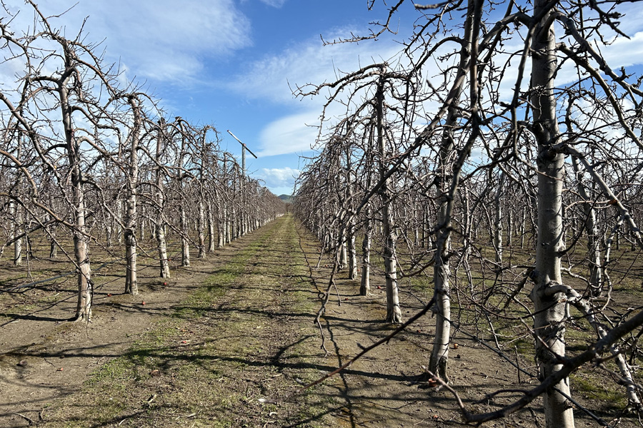 Oil insecticides’ ultimate sidekick