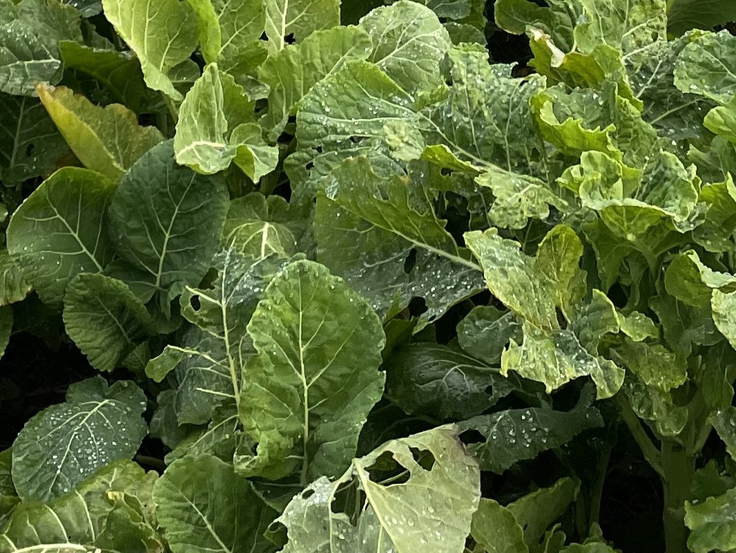 For effective insect control, every square millimetre of cover counts