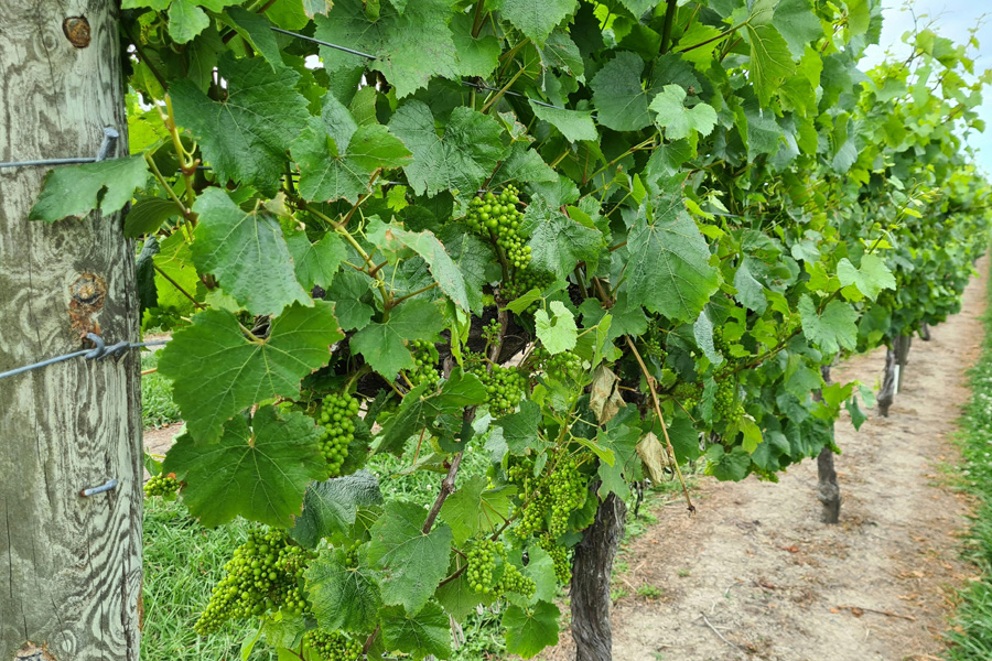 Grapes
