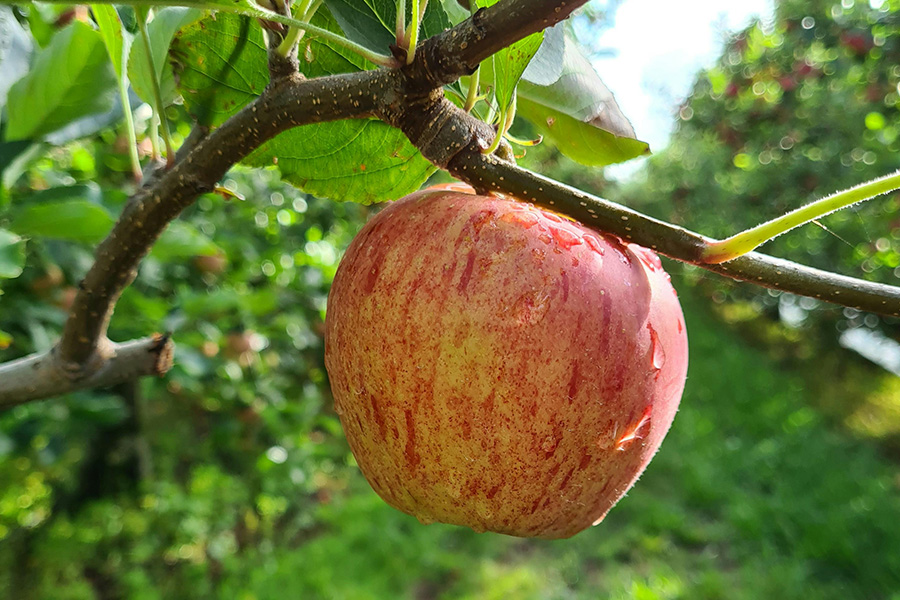 Bond® Xtra weatherproofing gives captan programmes extra certainty