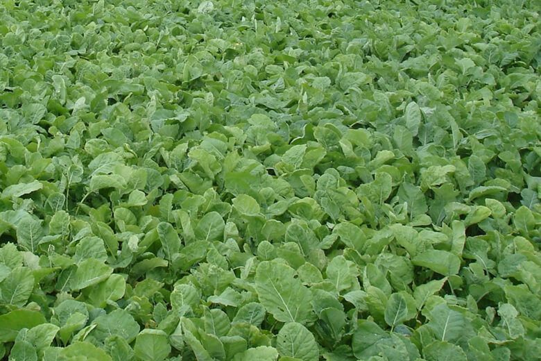 Forage brassicas