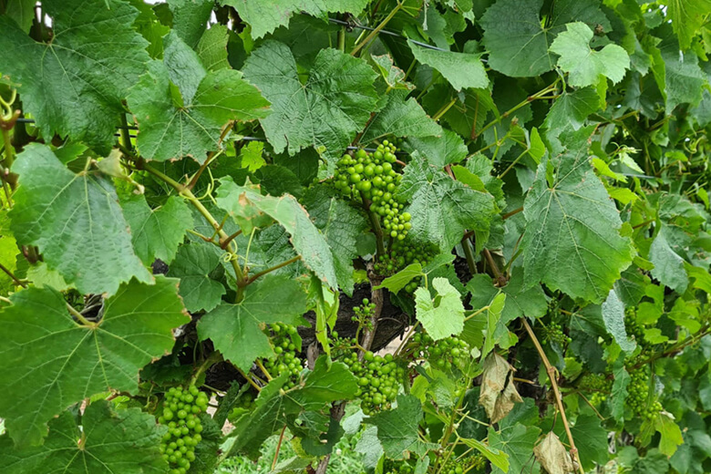 Grape vines