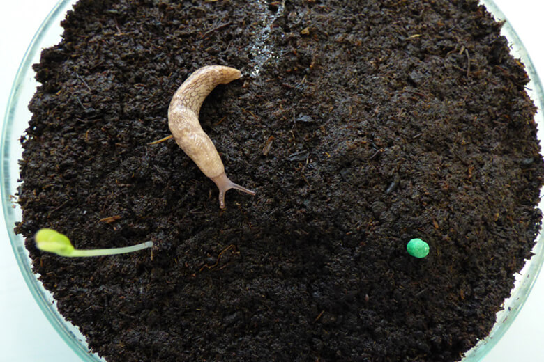 Slug aiming for Metarex Inov slug bait