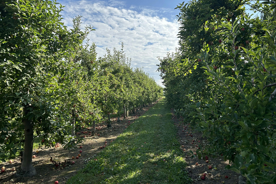 Post-harvest apple orchard