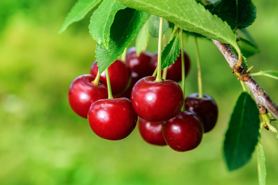 Cherries