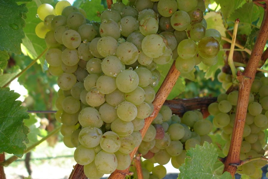 Grapes