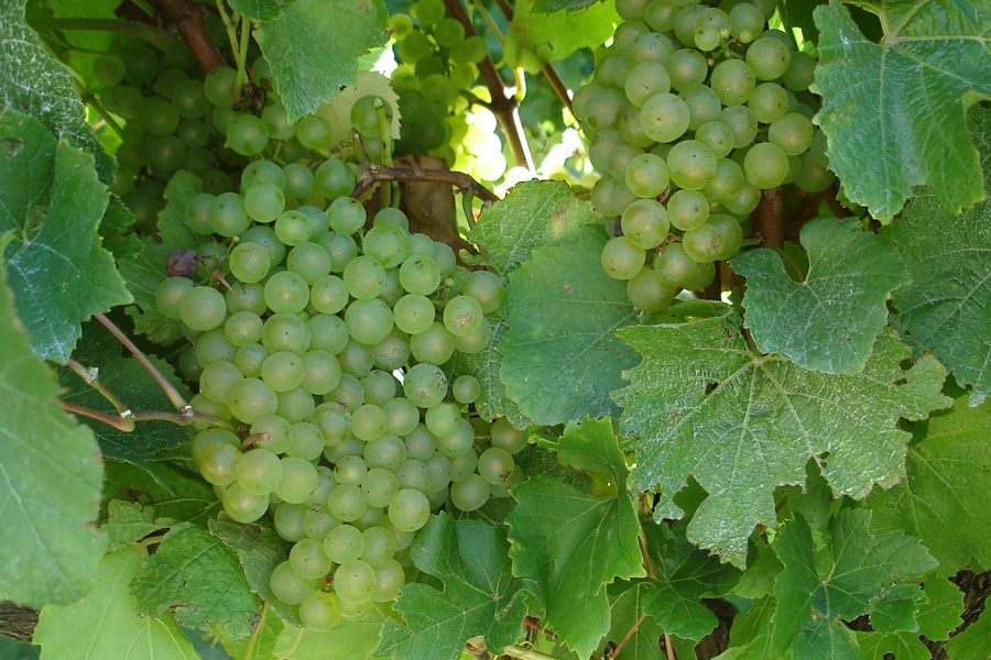 Grapes