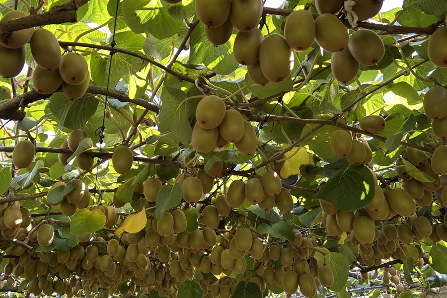 Kiwifruit orchard