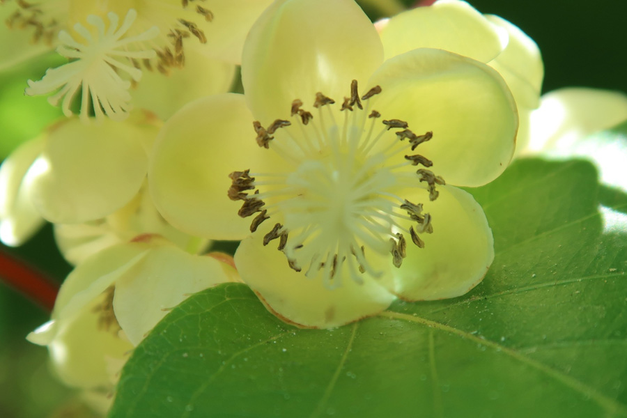 Kiwifruit flower