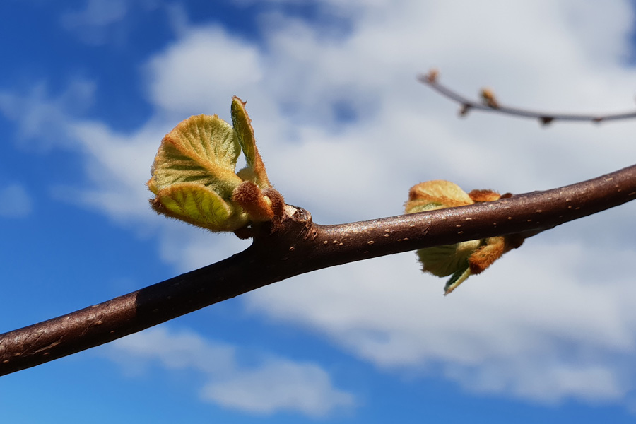 Kiwifruit