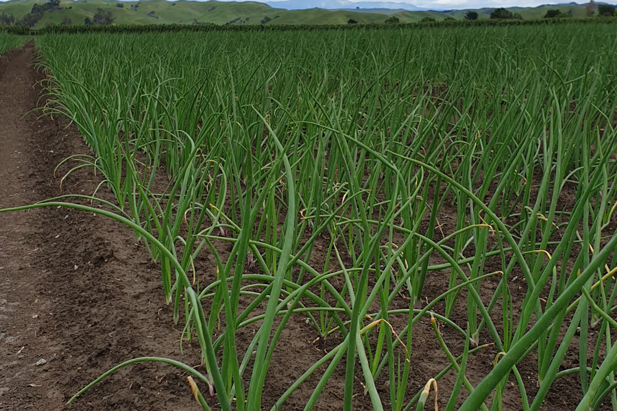 Onion paddock