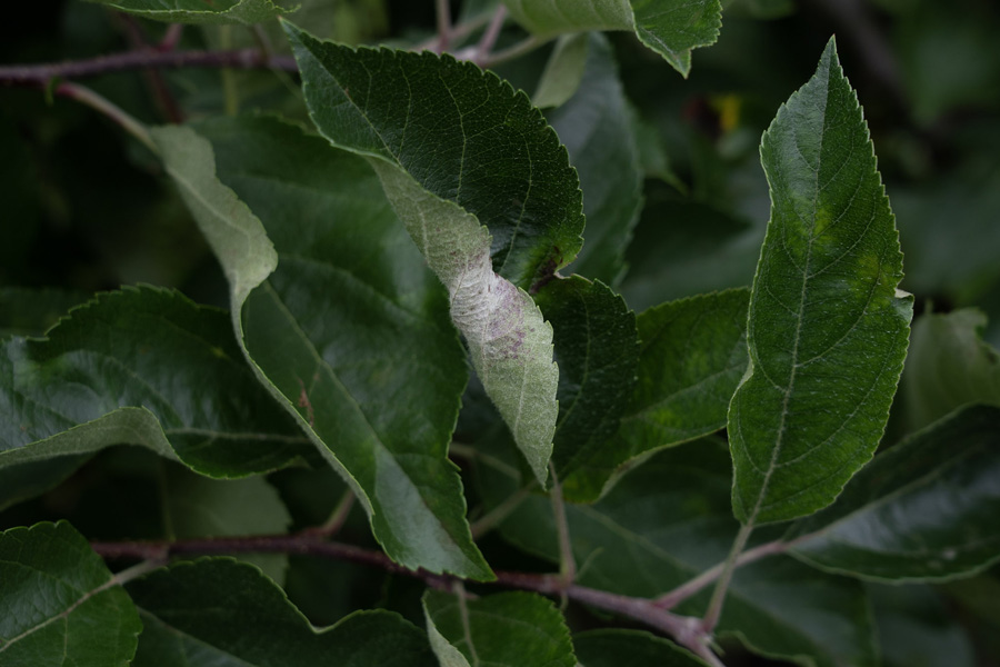 Powdery mildew infected leaves