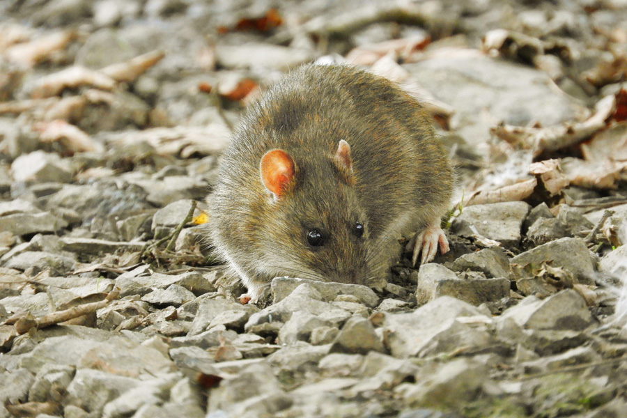 Rat