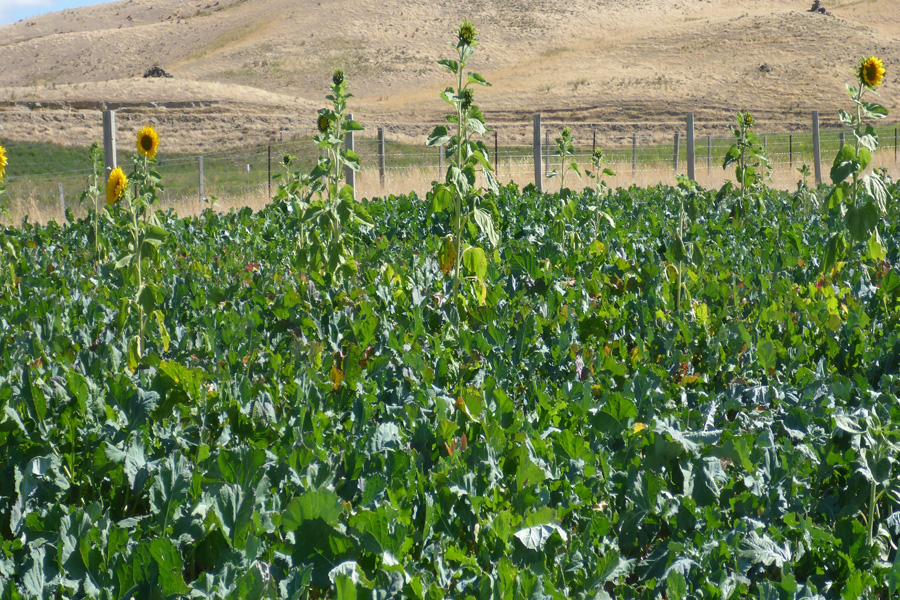 Rape, sunflowers, Italian rye