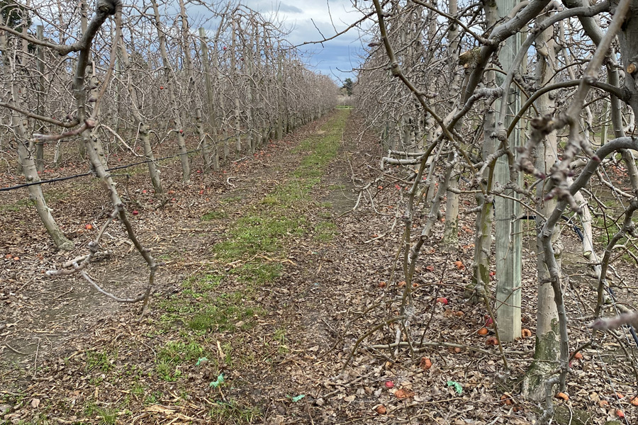 Apple orchard in winter