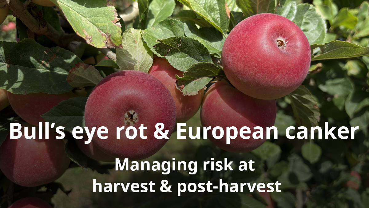 Canker infected apple tree