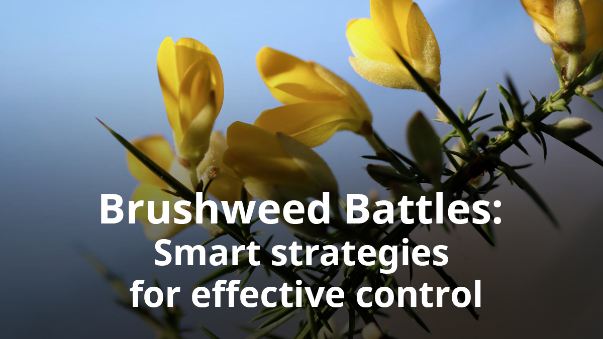 Ep 66 - Brushweed Battles: Smart strategies for effective control