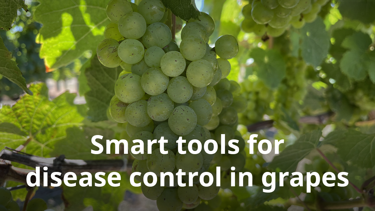Ep 69 - Smart tools for disease control in grapes