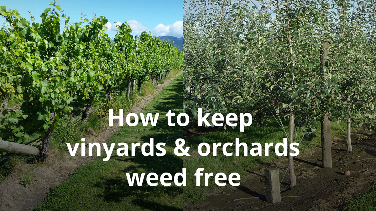 Vineyard and orchard