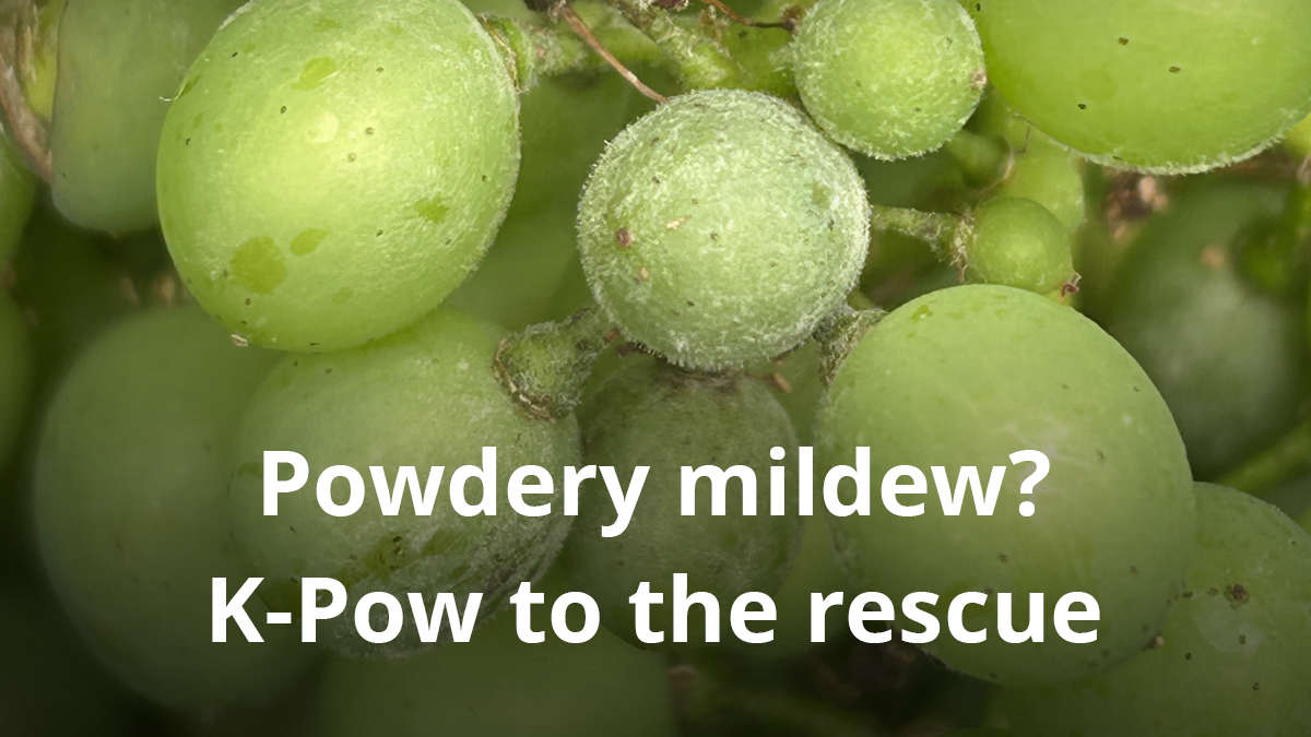 Powdery mildew infected grapes