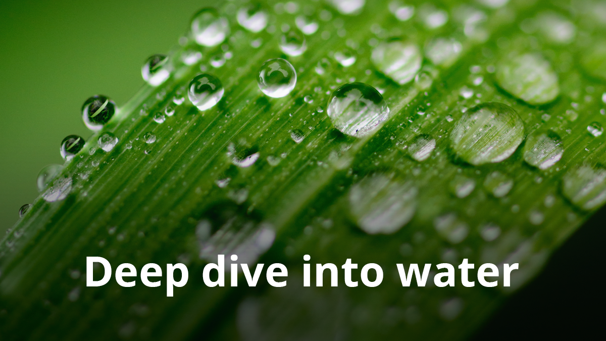 Water droplets on leaf