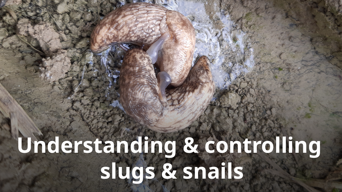 Effectively controlling slugs and snails