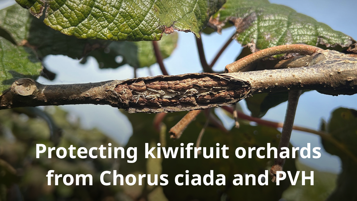 Cicada damage in kiwifruit