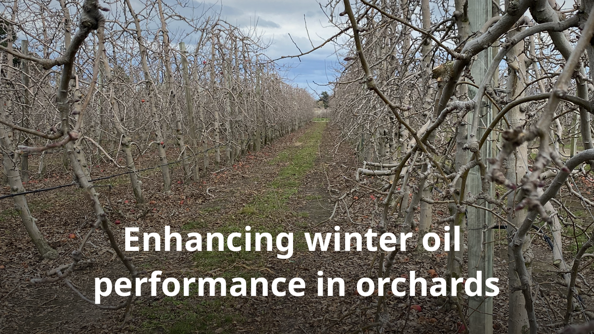 Apple orchard in winter