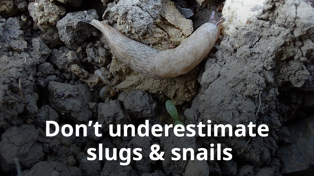 Slugs
