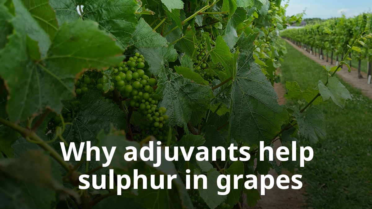 Grapes