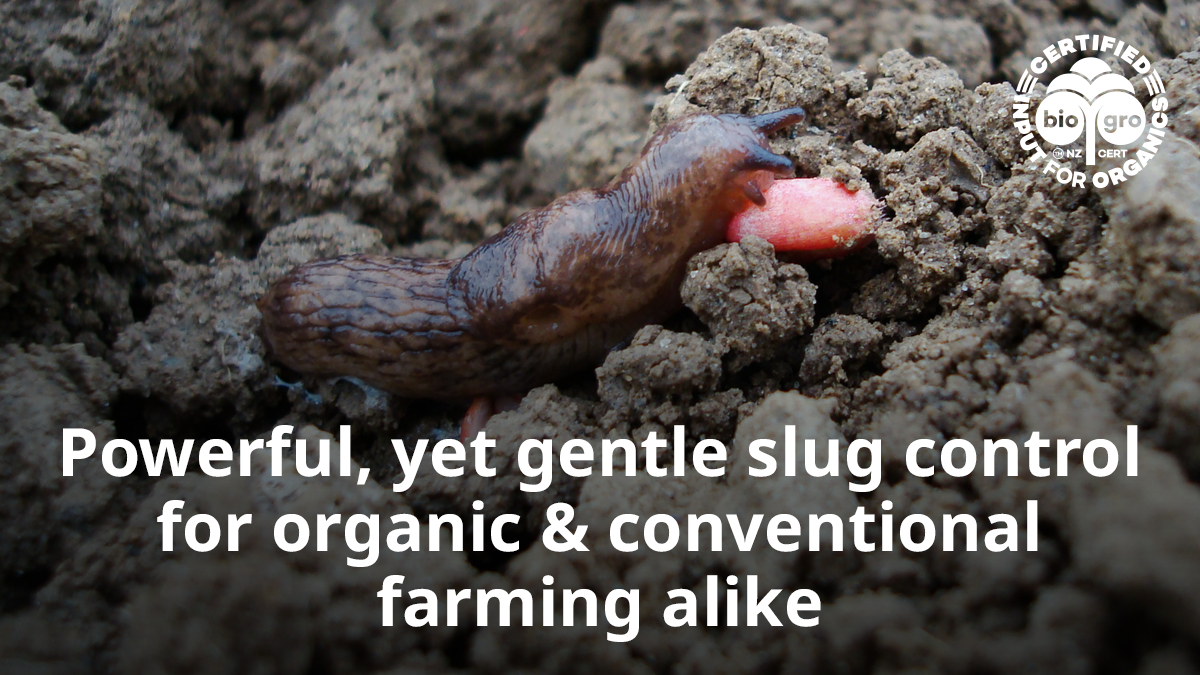 Slugs