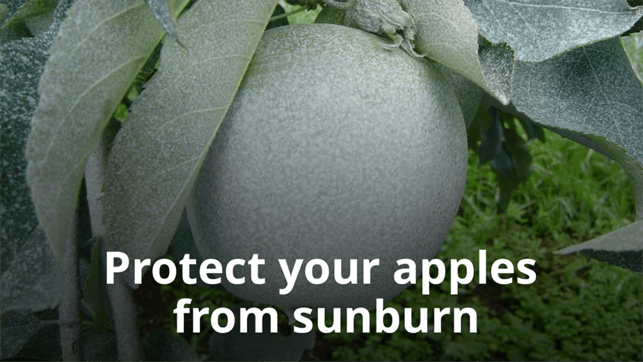 Apple sprayed with Surround and Du-Wett