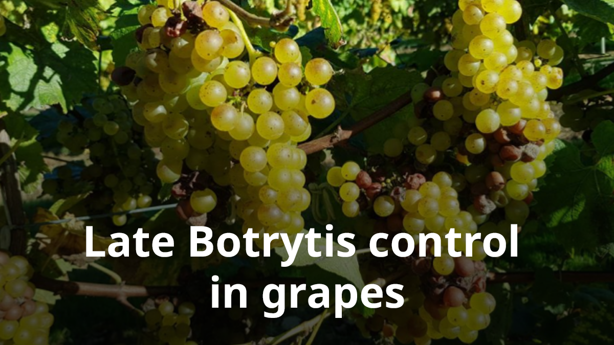 Botrytis in grapes